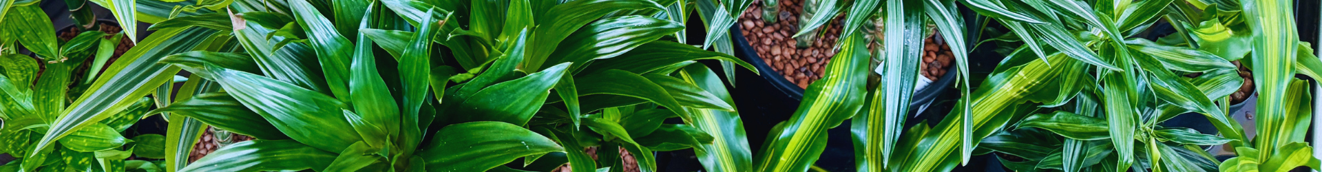 dracena hydroflora
